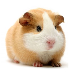 guinea-pig